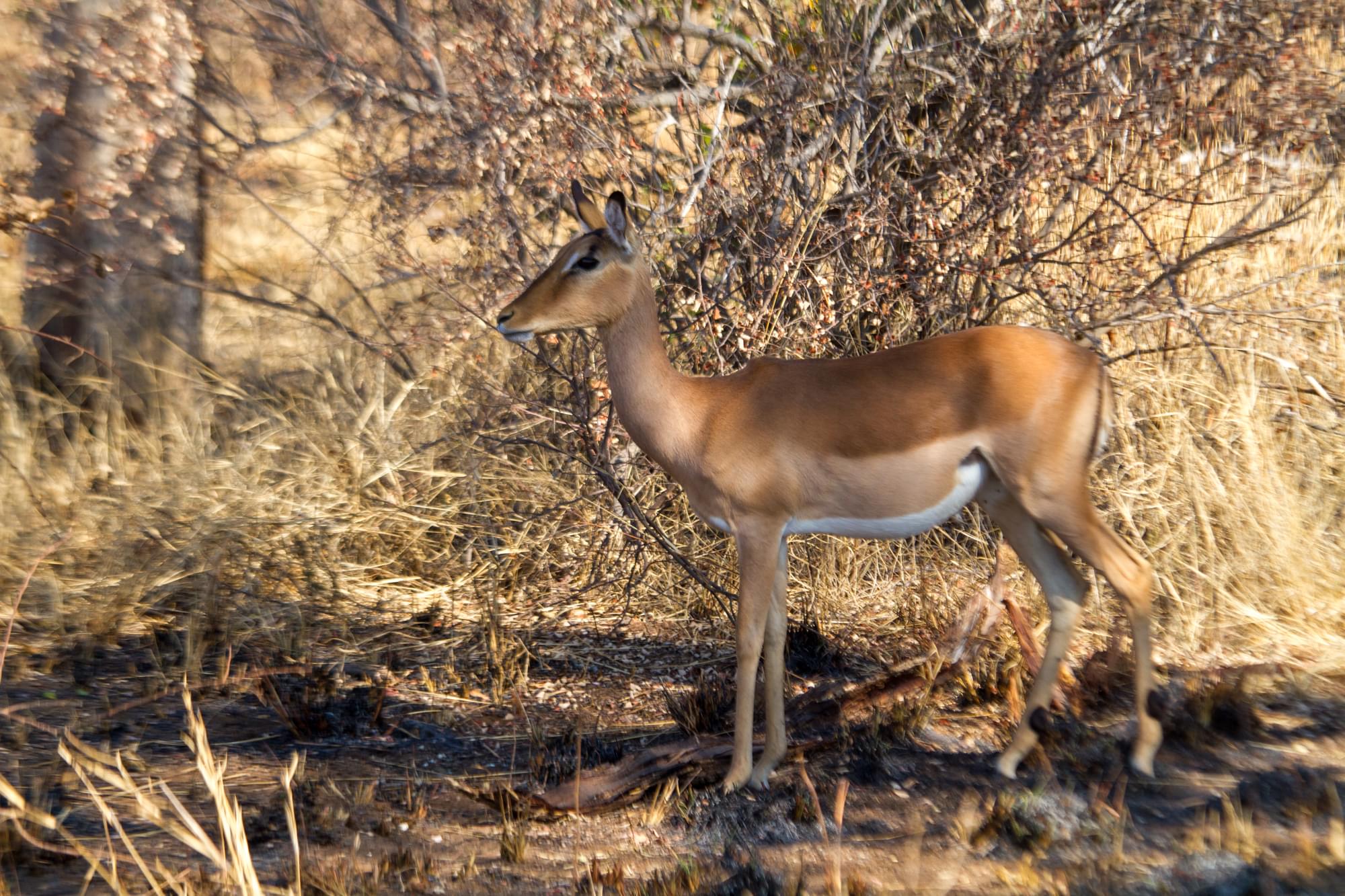 20120727   Sudafrica 0090